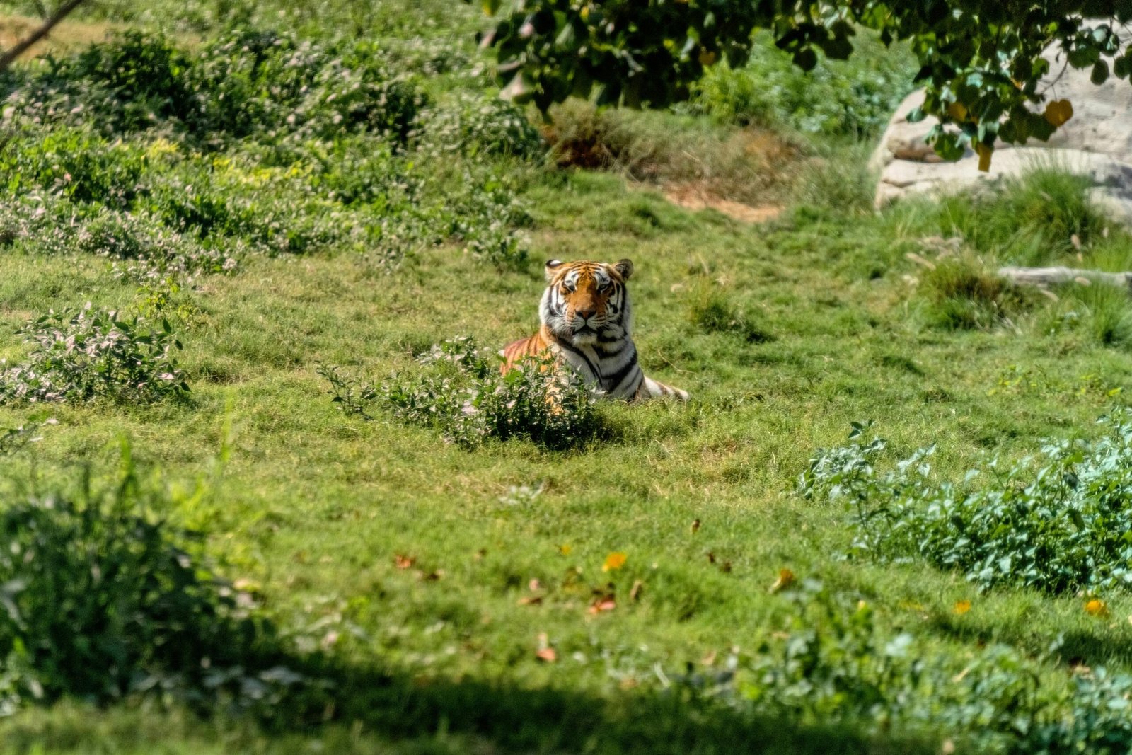 A Bengal tiger resting in a green grassy area under the shade in Dubai.